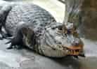 動物図鑑・ヨウスコウワニの写真 10